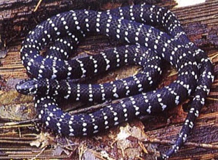 中国最毒蛇:银环蛇,夏天可得注意了