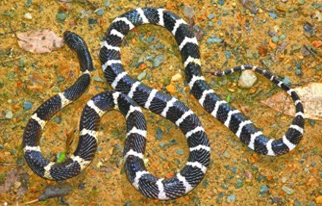 中国最毒蛇:银环蛇,夏天可得注意了