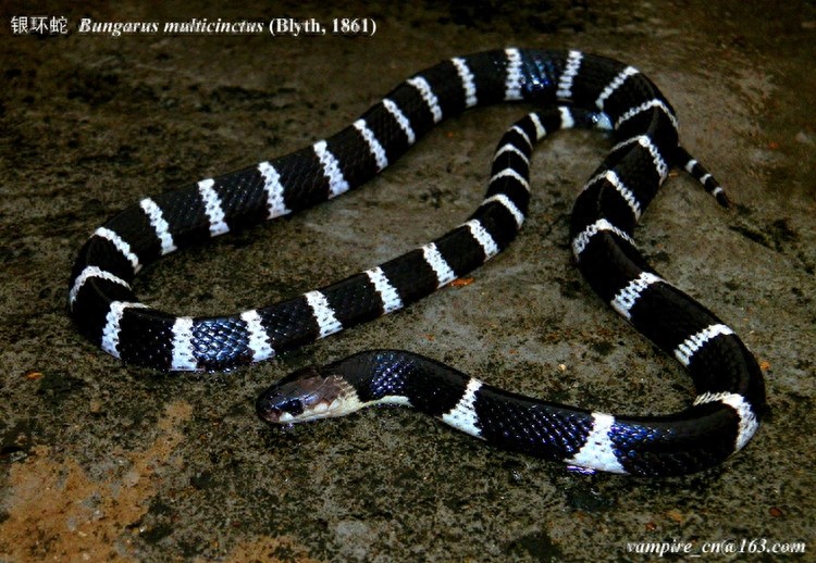中国最毒蛇:银环蛇,夏天可得注意了