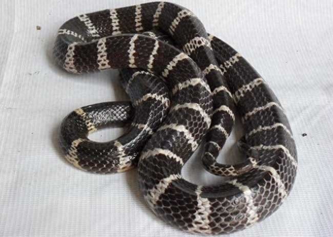 中国最毒蛇:银环蛇,夏天可得注意了