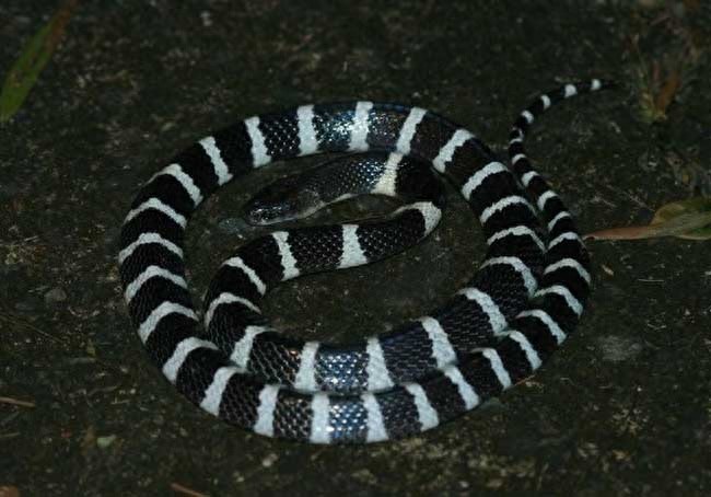 中国最毒蛇:银环蛇,夏天可得注意了