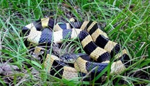 中国最毒蛇:银环蛇,夏天可得注意了