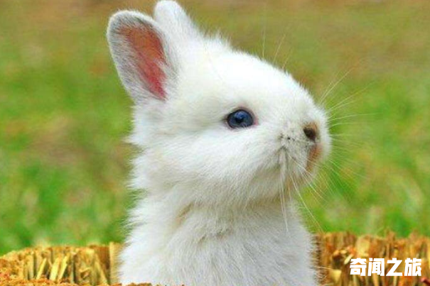 十只兔子被删掉的三句歌词（一个让人细思极恐的童谣）(1)_