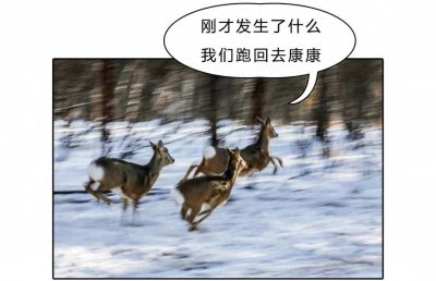 ​东北“神兽”傻狍子到底有多傻？这么笨是怎么存活到现在的？