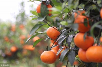 ​沃柑高颜值高甜度，是柑橘中的“名媛”