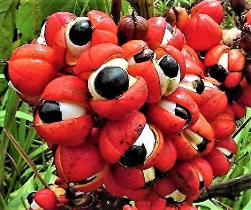 敢吃吗?一直盯着你看的果子!瓜拉纳(巴西香可可)果实