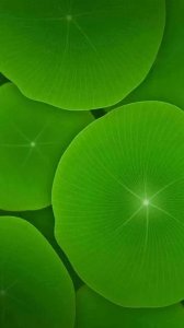 ​护眼绿色壁纸，爱护你的双眼