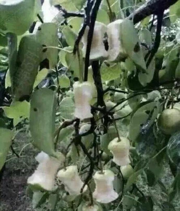 囧哥:两不误!大妈拿灭蚊拍跳广场舞