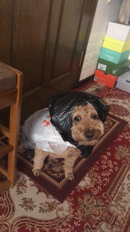 囧哥:两不误!大妈拿灭蚊拍跳广场舞