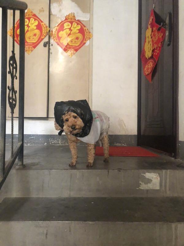 囧哥:两不误!大妈拿灭蚊拍跳广场舞