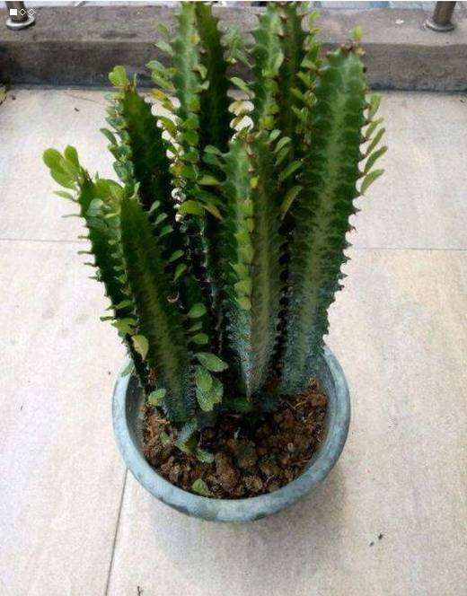 龙骨花的寓意和象征(三种室内养护最佳的植株推荐)