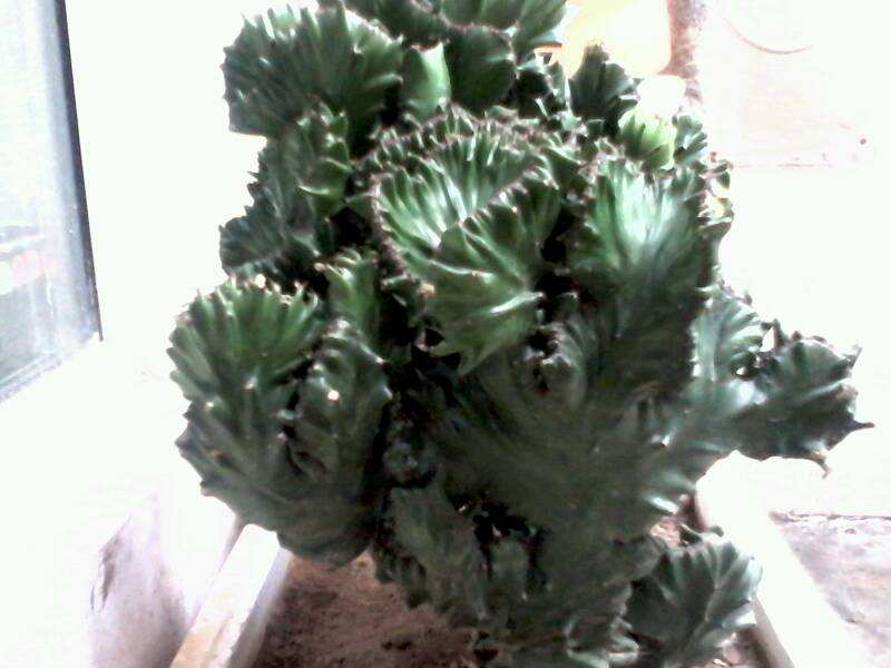 龙骨花的寓意和象征(三种室内养护最佳的植株推荐)