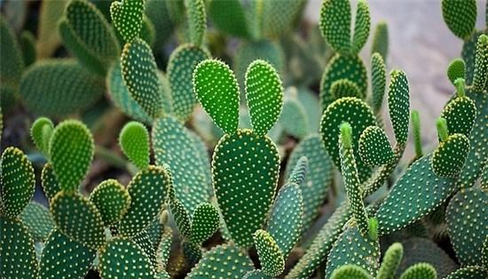 龙骨花的寓意和象征(三种室内养护最佳的植株推荐)