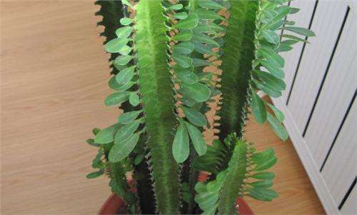 龙骨花的寓意和象征(三种室内养护最佳的植株推荐)