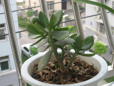 ​龙骨花的寓意和象征（三种室内养护最佳的植株推荐）