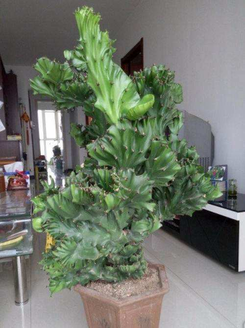 龙骨花的寓意和象征(三种室内养护最佳的植株推荐)