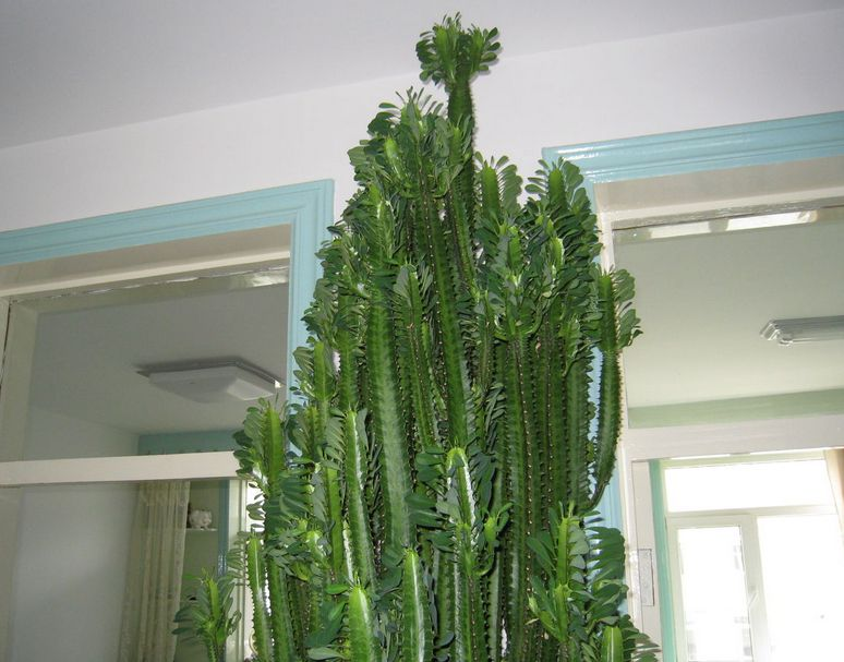 龙骨花的寓意和象征(三种室内养护最佳的植株推荐)