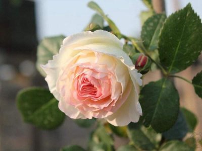 ​让无数人掉进月季坑的它——龙沙宝石，岁月更替，它一直都在