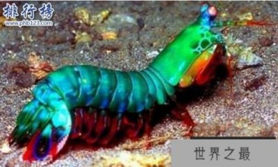 ​世界上最凶猛的虾:雀尾螳螂虾,可击穿防弹玻璃(视频)