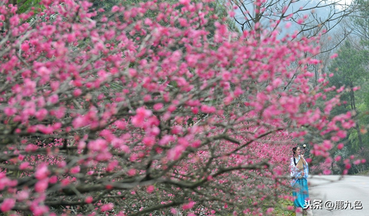 人间四月芳菲尽，山寺桃花始盛开