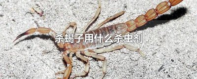 ​杀蝎子用什么杀虫剂