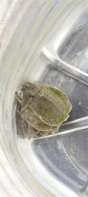 乌龟可以一直泡在水里吗？