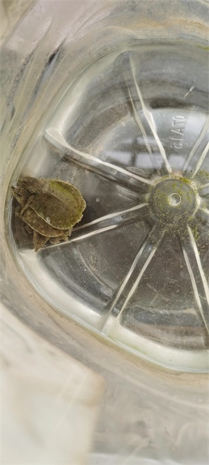 乌龟可以一直泡在水里吗？