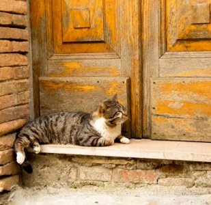 ​猫上门为什么不能赶走？