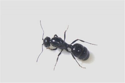 ​表面十分健康的蚂蚁 健康收成蚁（深受喜欢的一种蚂蚁）