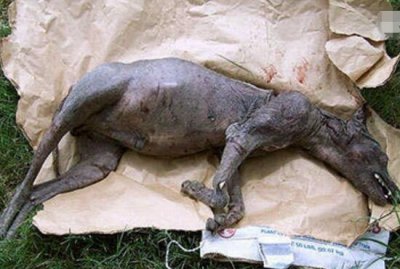 ​吸血怪兽之谜，庞大怪物吸搞动物的血_患兽疥癣的郊狼