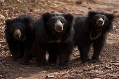 ​懒熊：体型平淡的哺乳动物（重要分散在南亚地域）