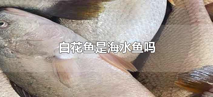 白花鱼是海水鱼吗