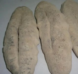 ​猪婆参怎么泡发！