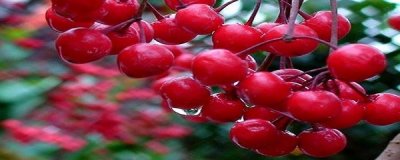 ​腰缠万贯花怎么养