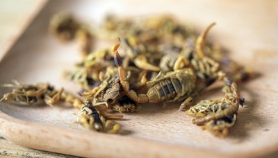 ​蝎子是群居还是独居