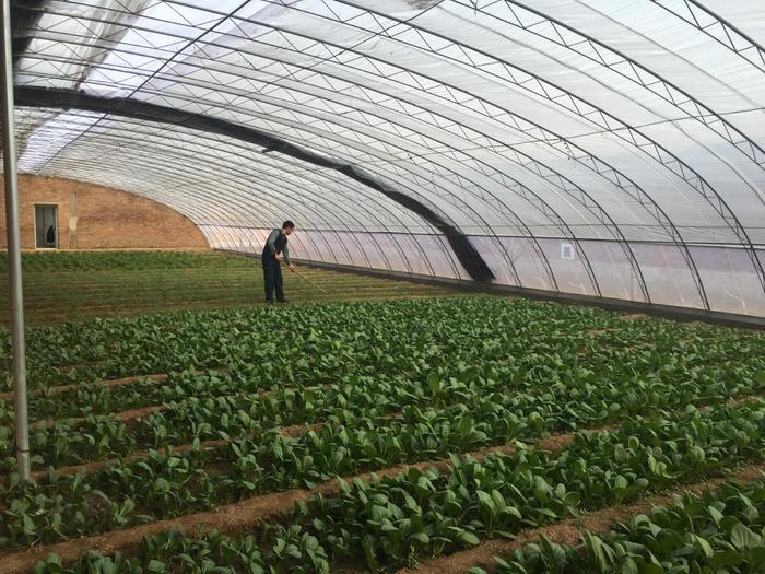 探秘：现实版“开心农场”这样让城里人变成了农场主