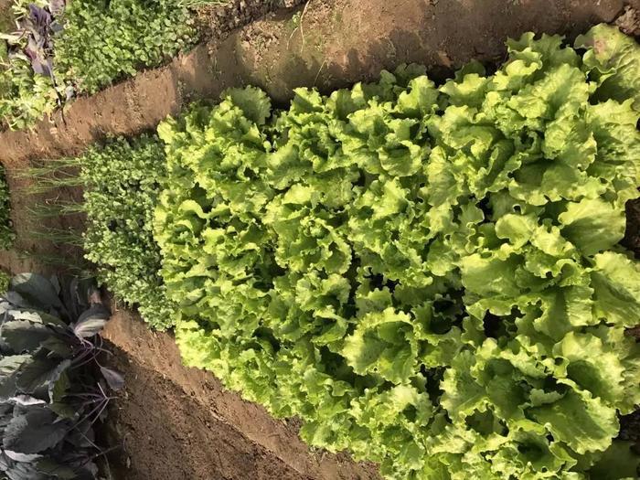 探秘：现实版“开心农场”这样让城里人变成了农场主