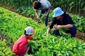 探秘：现实版“开心农场”这样让城里人变成了农场主