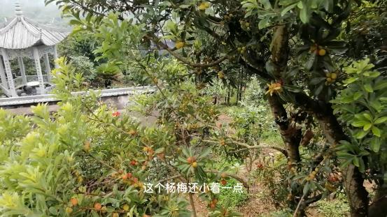 雁荡山有什么景点可以玩（雁荡山免费旅游景点攻略）(9)