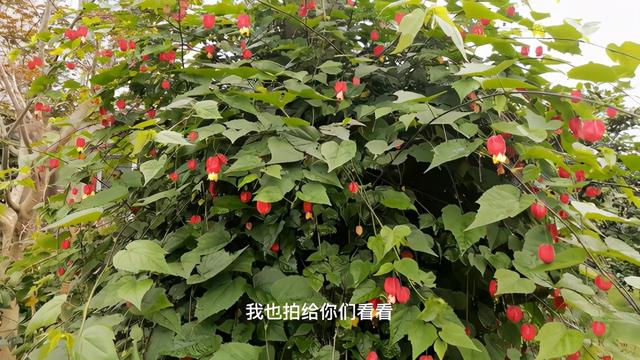 雁荡山有什么景点可以玩（雁荡山免费旅游景点攻略）(2)