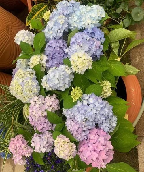 丹罗斯绣球花花语