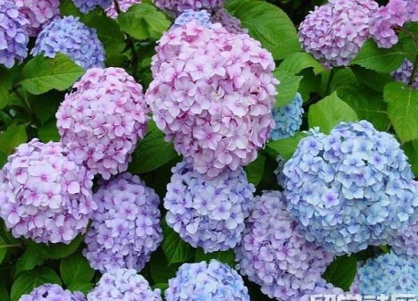 七彩绣球的花语