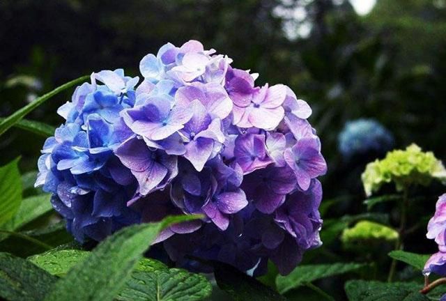 万华镜绣球花的花语