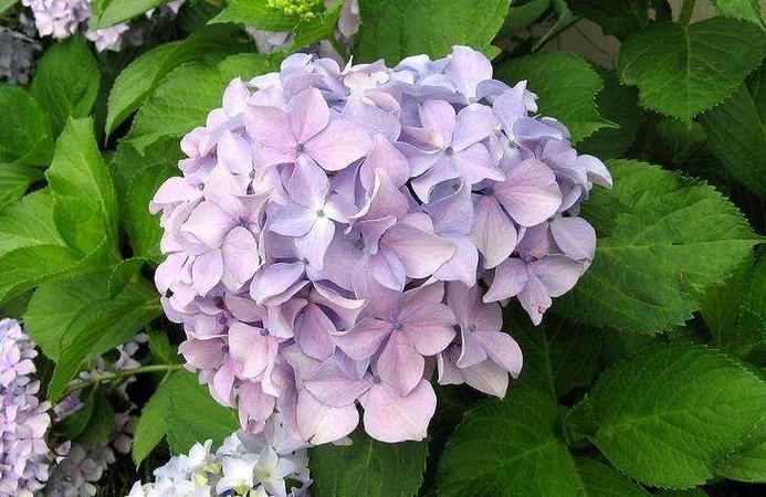 银河绣球花花语