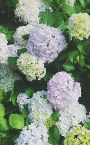 ​绣球花花语，史欧尼绣球花花语？