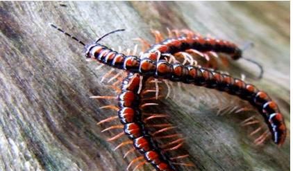 屋里有蜈蚣怎么办去除，家里有蜈蚣怎么办能除根？图2