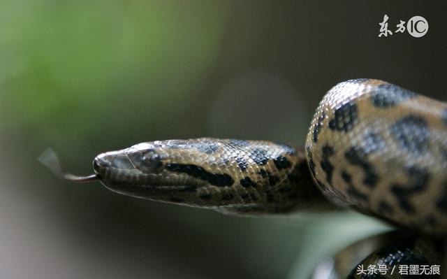 蛇的品种森蚺（杀蛇的方法有很多）(1)