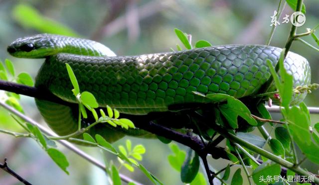 蛇的品种森蚺（杀蛇的方法有很多）(2)