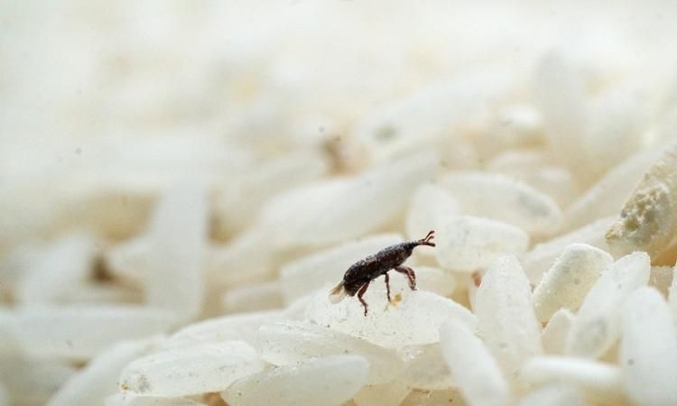 家里有米虫到处爬怎么根除?