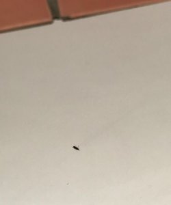 ​家里米虫到处爬怎么根除,家里到处都有米虫怎么办